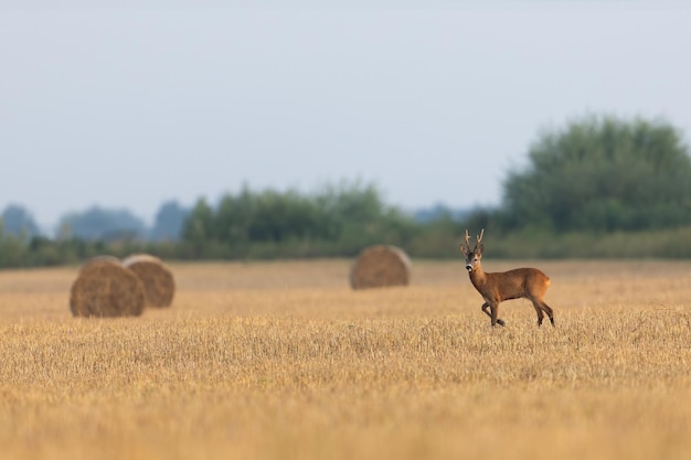 Roe deer walking on stubble next to bales of hay in summer