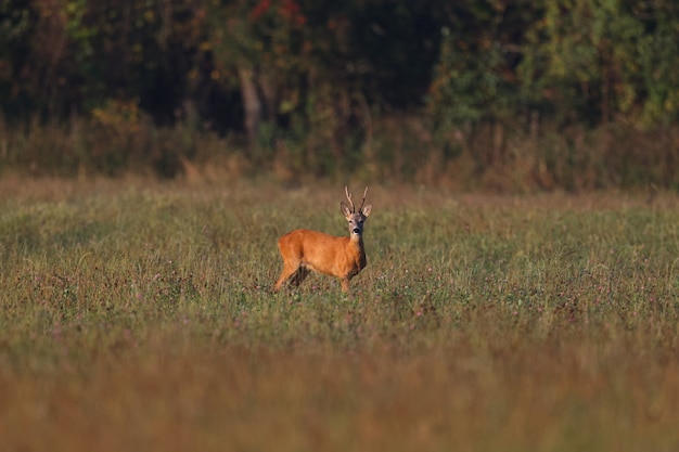 Il capriolo cammina su un campo verde la mattina presto