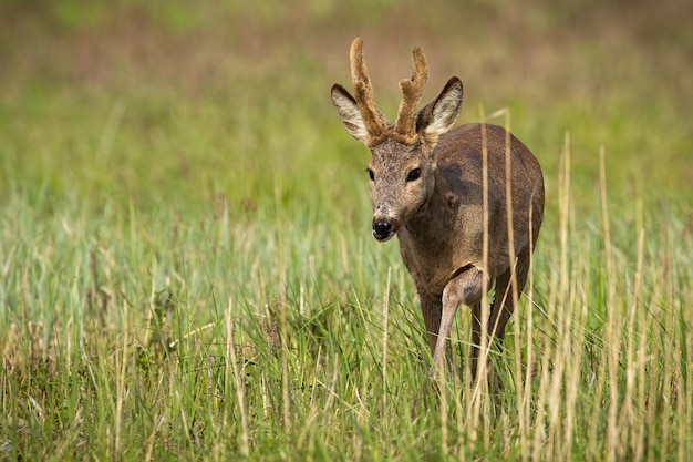 Photo roe deer with new antlers approaching on long grass