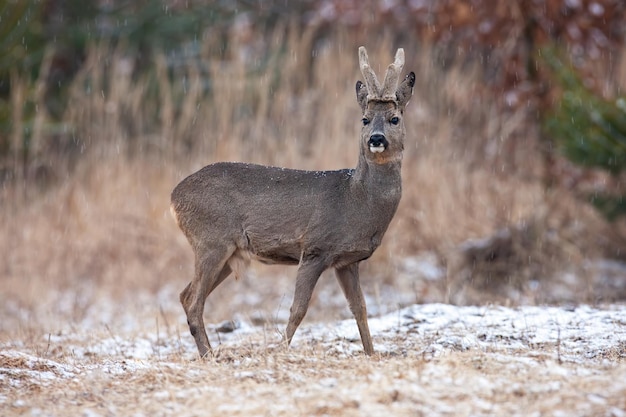 Capriolo con corna di velluto che guardano sul campo in inverno