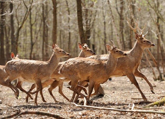 Roe deer