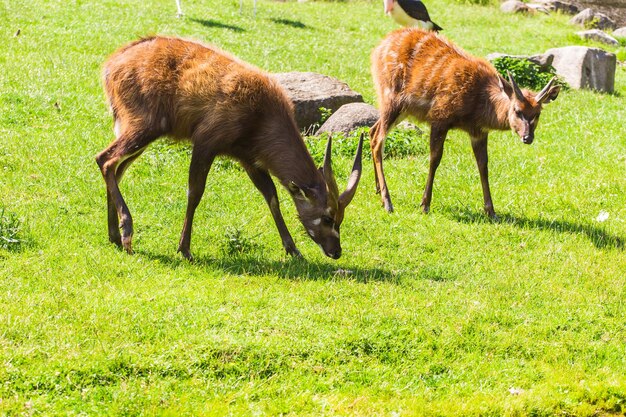 Roe deers on the meadow zoo wild animals and mammal concept