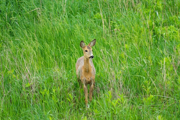 Roe in the grass