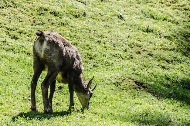 Roebuckを食べる