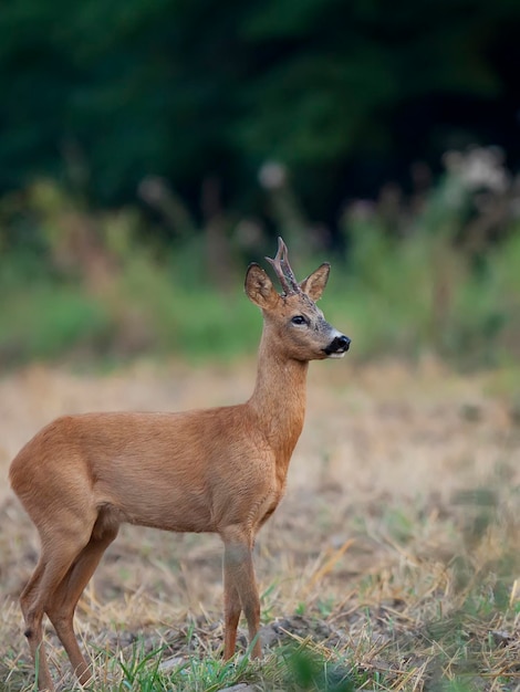 Roebuck in the forest