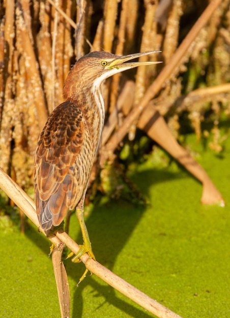 Foto roerdomp ixobrychus minutus de vogel staat op een rietstengel boven de rivier en zingt