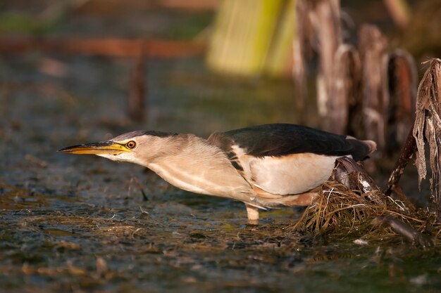 Roerdomp Ixobrychus minutus staat in het water en zoekt naar voedsel