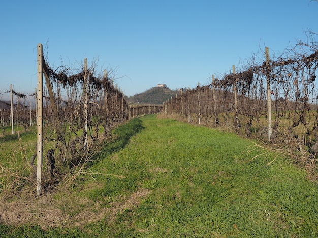 Foto roero heuvels in piemonte