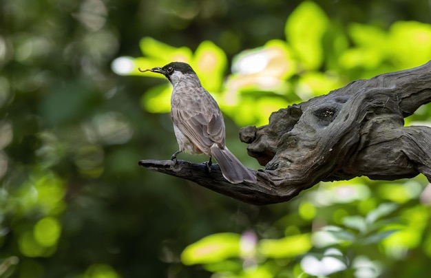 Roetkopbuulbuul met prooi in het bos thailand