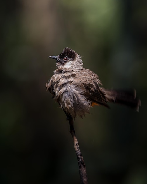 Roetkopbuulbuul Pycnonotus aurigaster Vogels fotograferen in artistieke natuur