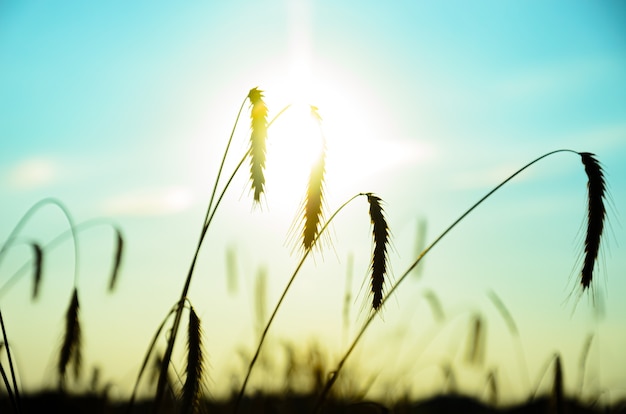 Foto rogge oren en droog gras in de wind