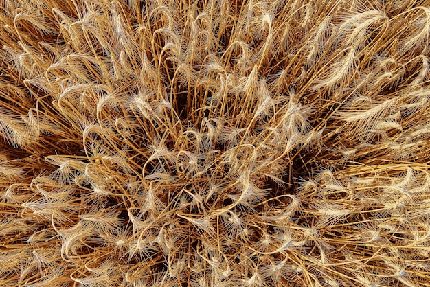 Rogge veld achtergrond close-up van rogge oren oogstperiode