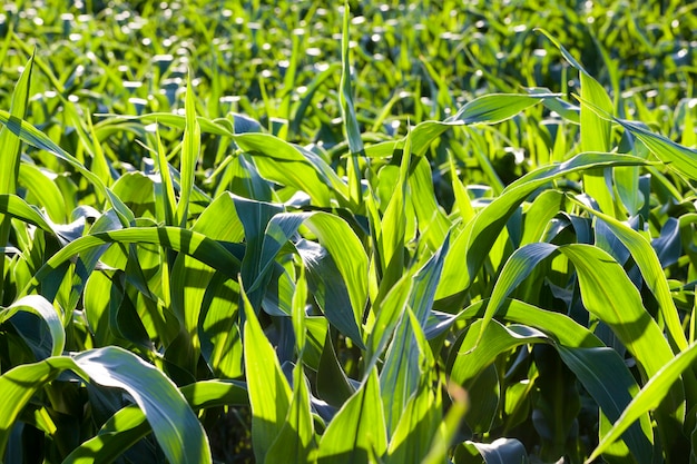 Rogge veld groen close-up