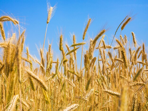 Roggeoren onder de blauwe lucht op het veld in Beieren