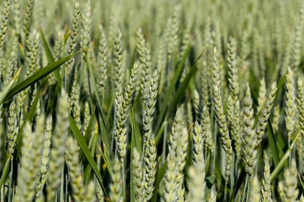 Roggeveld met groene onrijpe planten