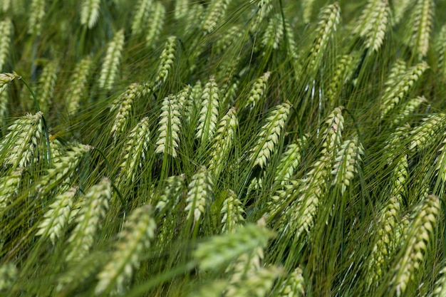 Roggeveld met groene onrijpe roggeaartjes, zomerroggeplanten in een landbouwgebied in