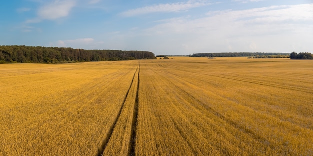 Roggeveld op het platteland