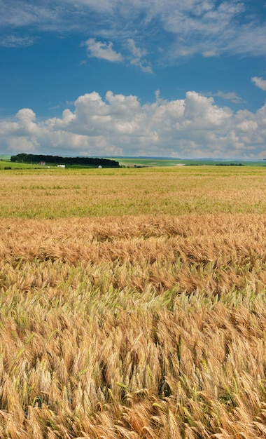 Roggeveld rijpt tegen een blauwe lucht met een korenaar op de voorgrond Landbouw verbouwt voedsel