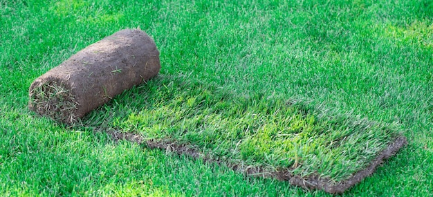 Rol sportgazongras in de achtertuin. Het aanleggen van een groenvoorziening of golfbaan. Close-up, selectieve aandacht.