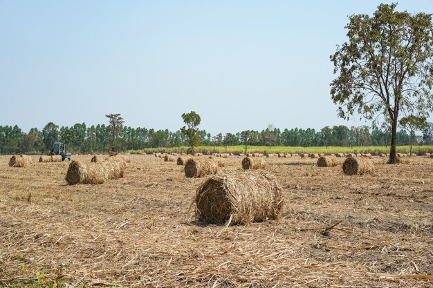 Roll of dry sugarcane leaves