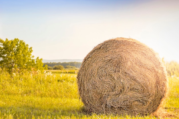 Roll of hay in a field closeup in sunbeams