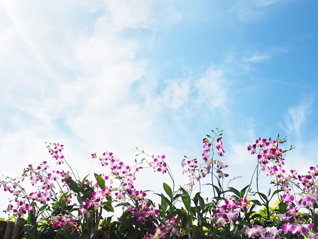 Photo roll of pink and white orchid on the fence over clear blue sky and white clouds. natural springtime and summer background with copy space.