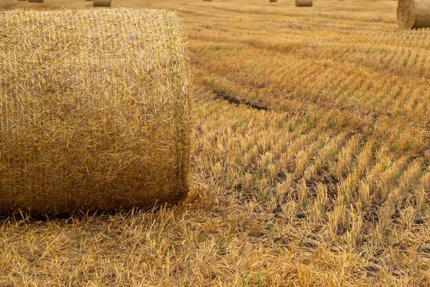 Rolled hay roll on mown field with close up