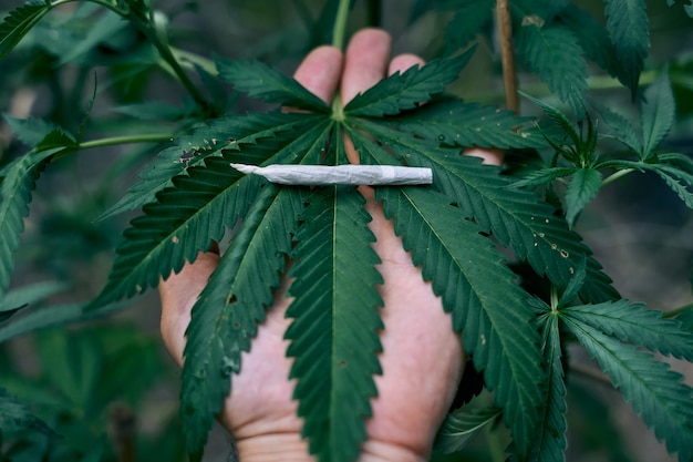 Rolled marijuana joint on a large cannabis plant held by a person