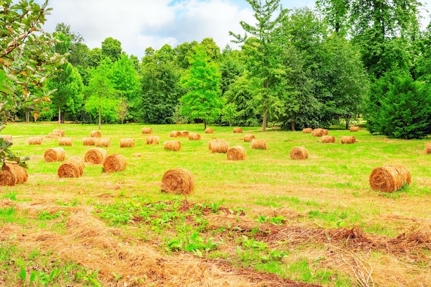 Rollen hooi liggen in een ingestort groot glooiend veld Landbouwgrond