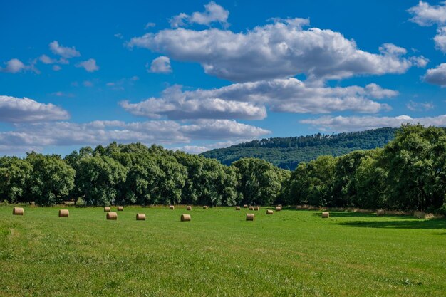 Rollen hooibergen stro op veld oogsten van tarwe Landelijk veld met balen hooi Landschap