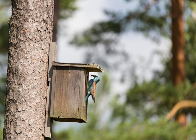 樹木に固定された鳥屋のローラー