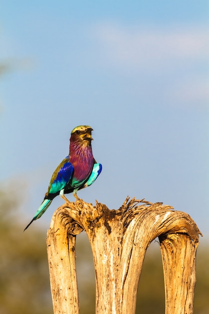 Roller on the tree. SweetWaters park. Kenya, Africa