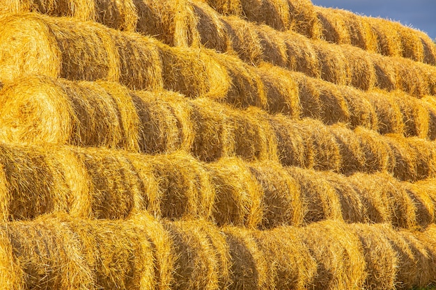 Rollers made of dry pressed yellow straw