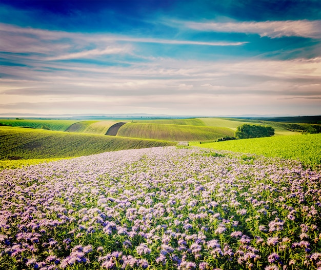 Rolling fields of Moravia