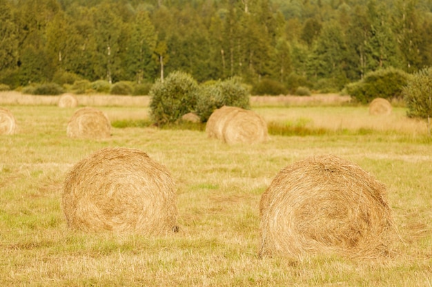 Rolls of hay on an agricultural field in autumn. horizontal frame