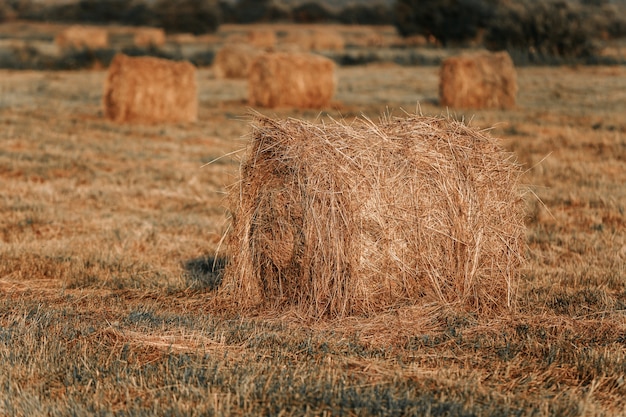 Photo rolls of hay are lying on the field.