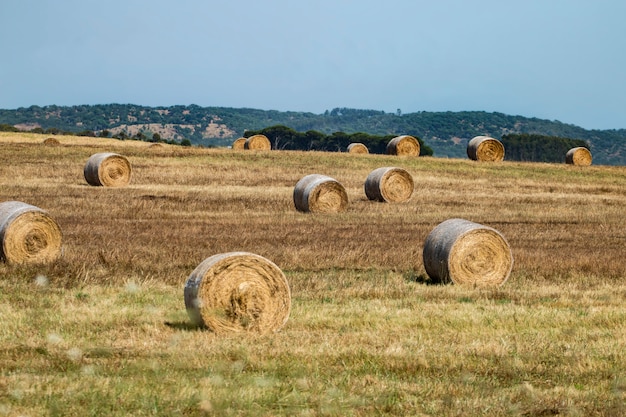 Rolls of hay bayle