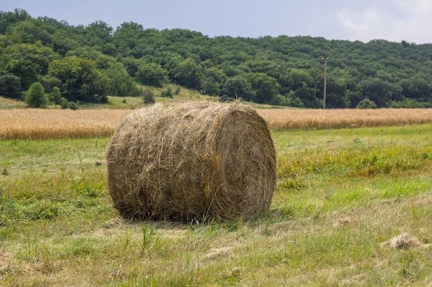 Rolls of haystack on the field, after harvesting wheat.