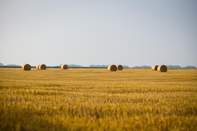 Rolls of haystacks on the field Summer farm scenery with haystack on the Background of beautiful sunset Agriculture ConceptHarvest concept