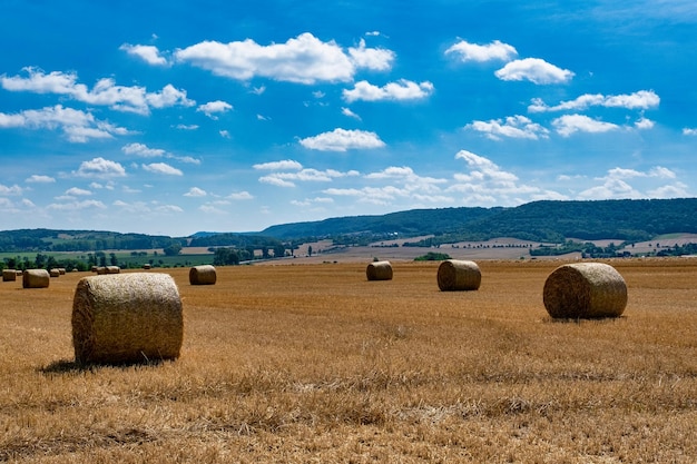 Rolls haystacks straw on field harvesting wheat Rural field with bales of hay Landscape