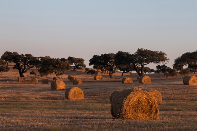 Rolls of straw