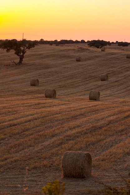 Rolls of straw