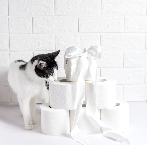 Rolls of toilet paper as a gift on a light background next to a cat