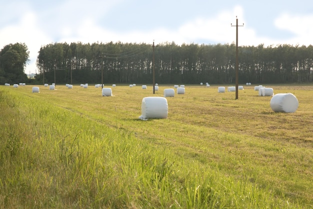 Rolt strobalen in cellofaan op het veld