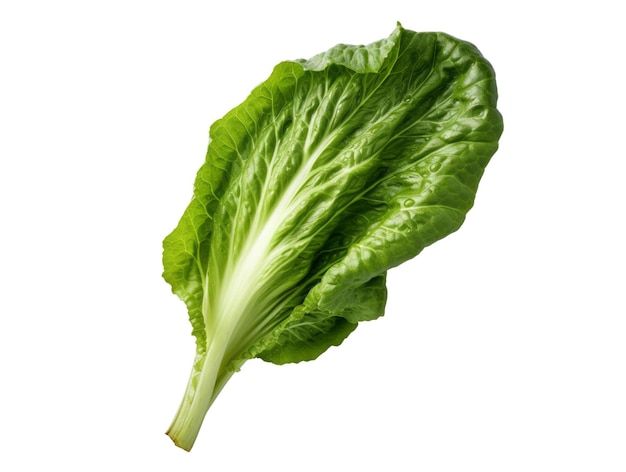 Photo romaine lettuce leaf isolate transparent backgroundorganic vegetable healthy and vegetarian concept