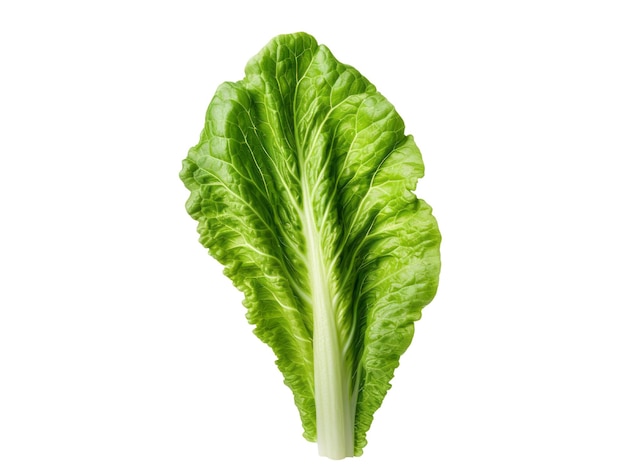 Photo romaine lettuce leaf isolate transparent backgroundorganic vegetable healthy and vegetarian concept