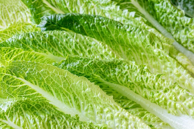 Photo romaine lettuce leaves