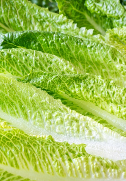 Photo romaine lettuce leaves