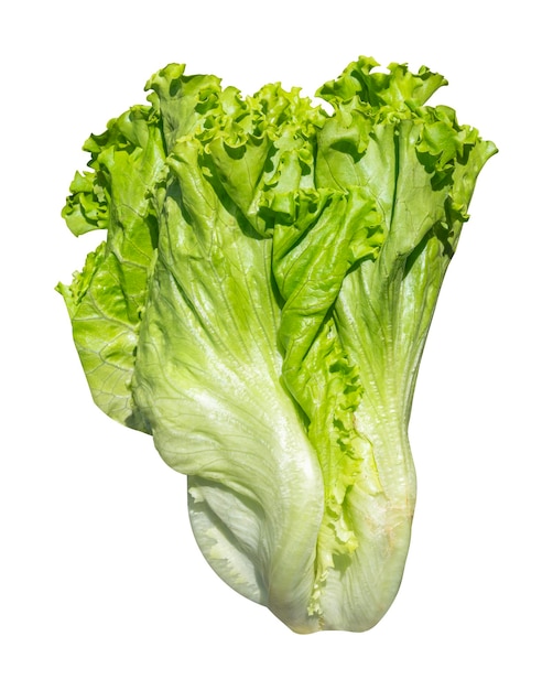 Romaine Lettuce vegetable isolated on white background with clipping path