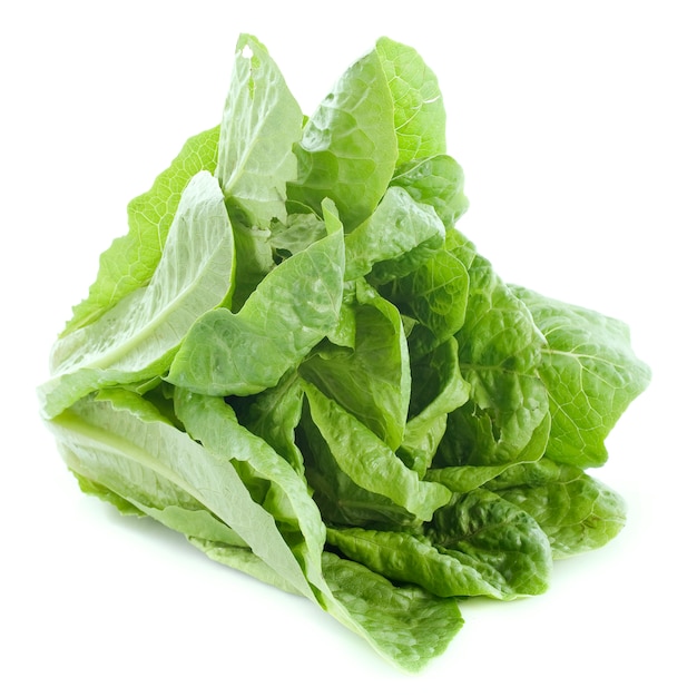 Romaine Sla op wit